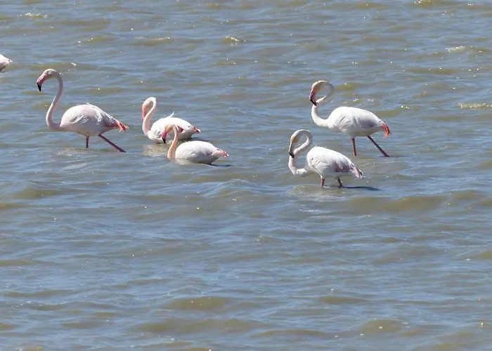 Campsite Mobilhome 2 2 Sdb Canet-en-Roussillon